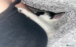 Domestic Shorthair cats for sale: 2 beautiful babies  10weeks old - Image 6
