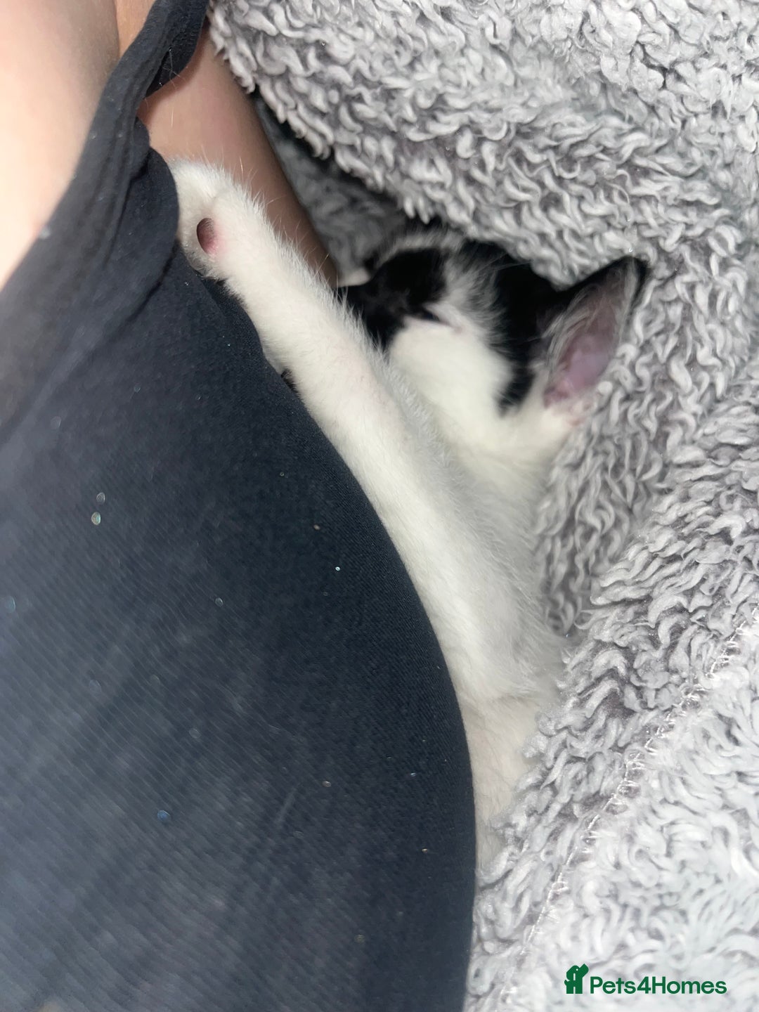 Domestic Shorthair cats for sale: 2 beautiful babies  10weeks old - Image 6