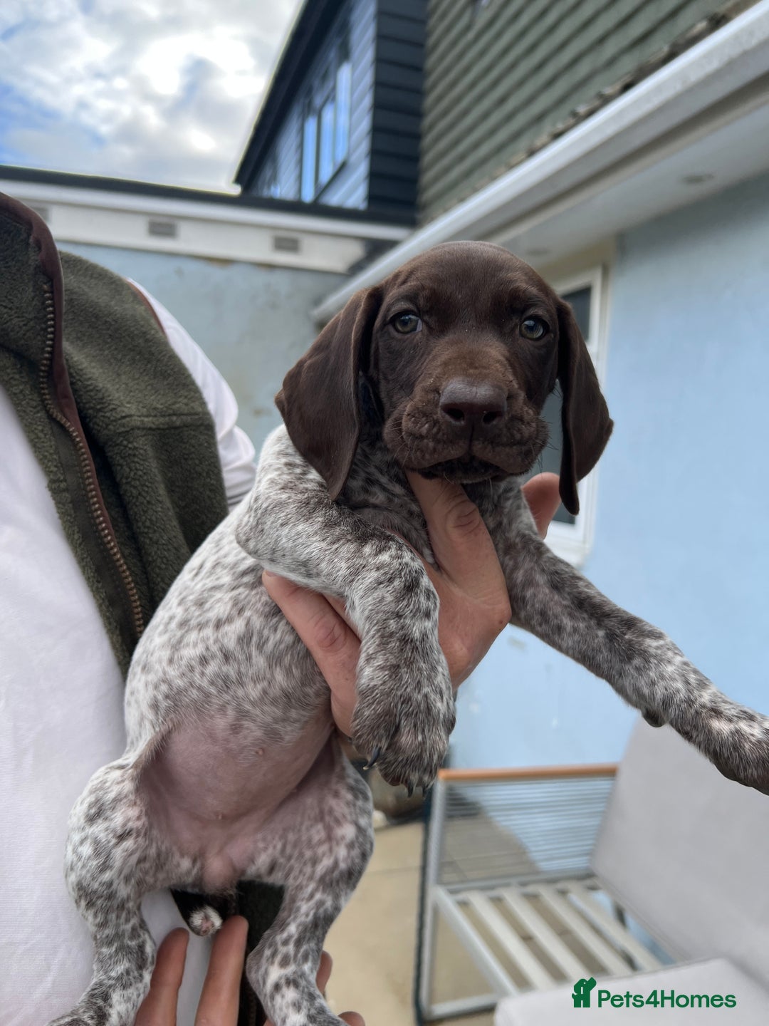 German Shorthaired Pointer dogs for sale: German shorthairs pointer - Image 3