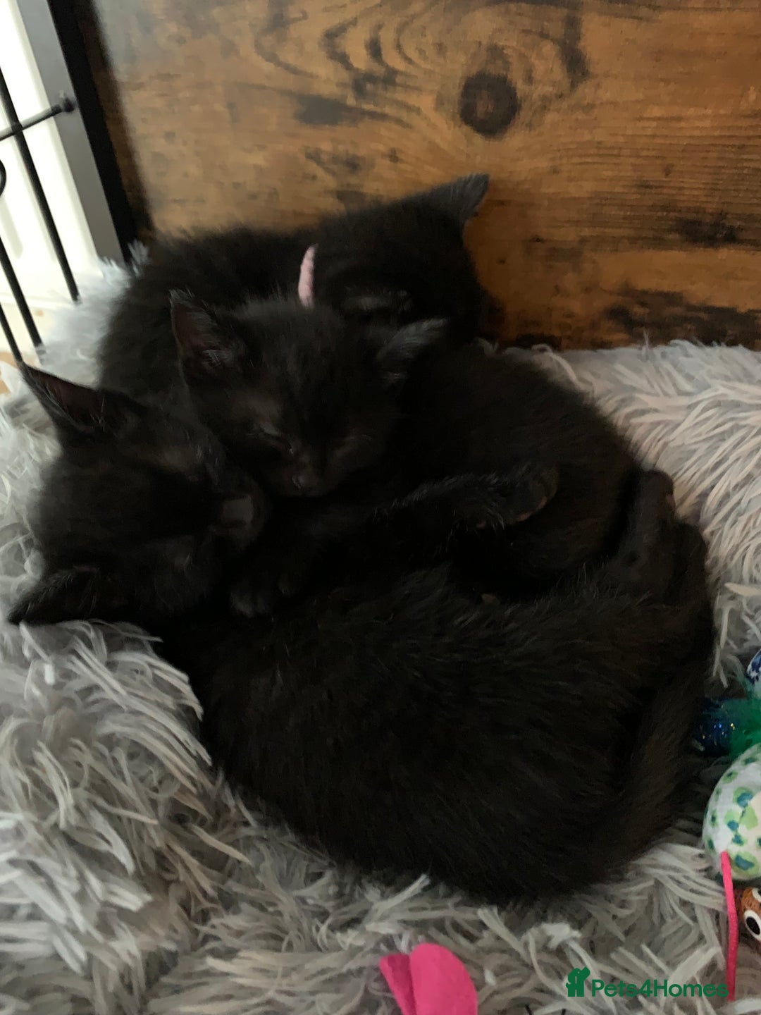 Russian Blue cats for sale: Beautiful Russian Blue x kittens READY NOW - Image 9