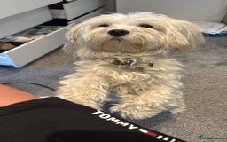 Maltese dogs for sale: Pedigree Maltese Looking for a Loving New Home - Image 2
