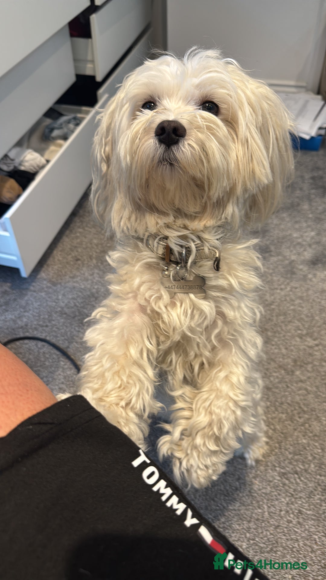 Maltese dogs for sale: Pedigree Maltese Looking for a Loving New Home - Image 2