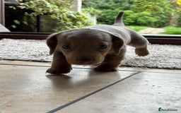Miniature Dachshund dogs for sale: Mini short/long coat crossed dachshund  - Image 13
