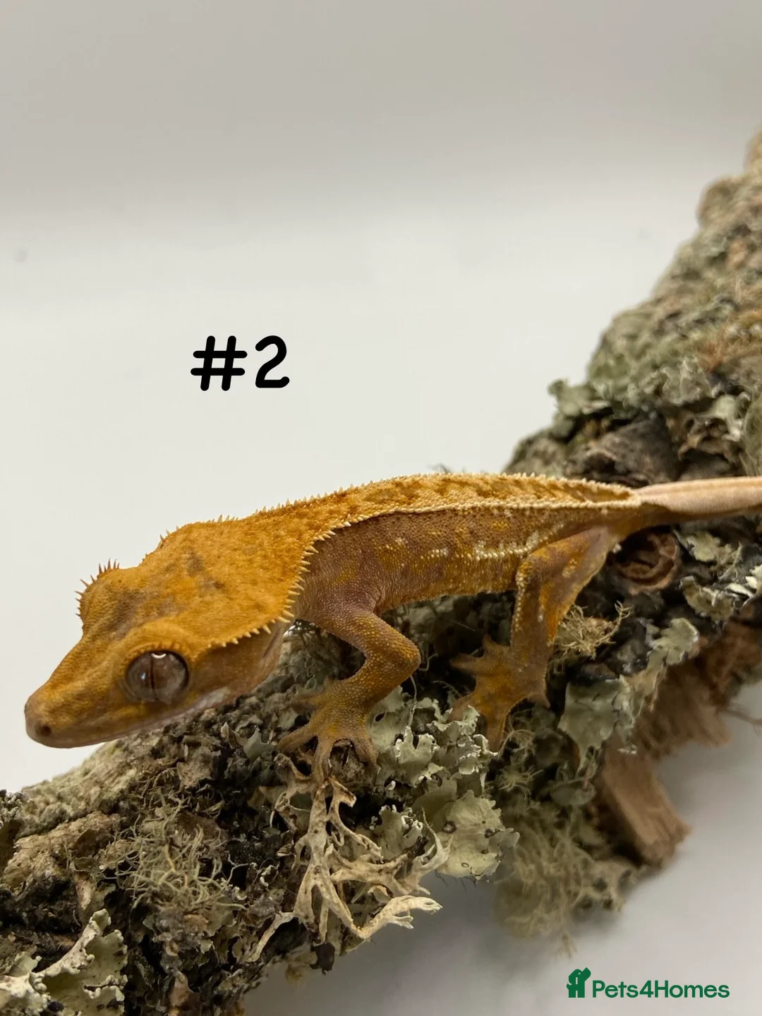 Gecko reptiles for sale: Adult and Juvenile Crested Geckos - Advert 5