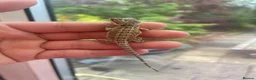 Bearded Dragon reptiles for sale: Super friendly bearded dragons - Advert 7