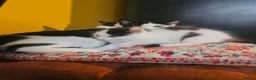 Mixed Breed cats for sale: Kittens black - white - Advert 3