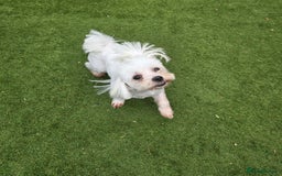 Maltese dogs for stud: Maltese kc health tested boy for Stud  - Image 13