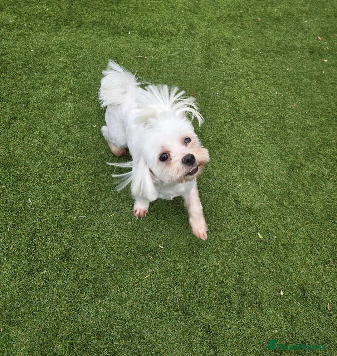 Maltese dogs for stud: Maltese kc health tested boy for Stud  - Image 13