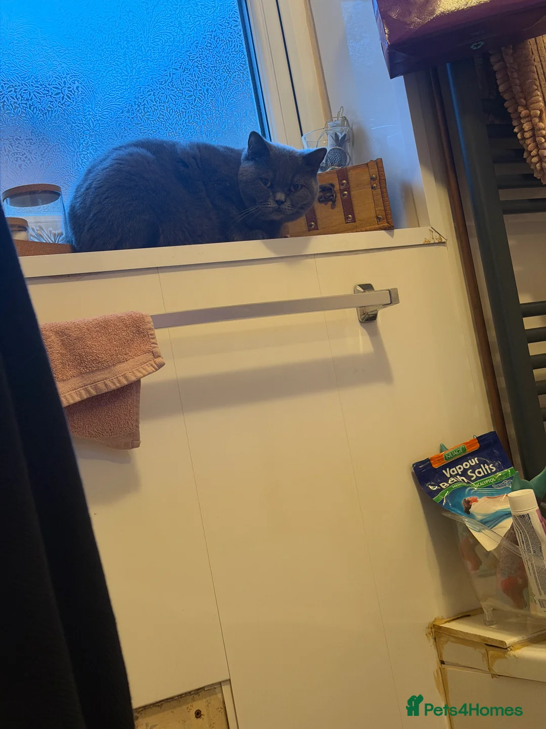 British Shorthair cats for sale: British short hair cat - Advert 1