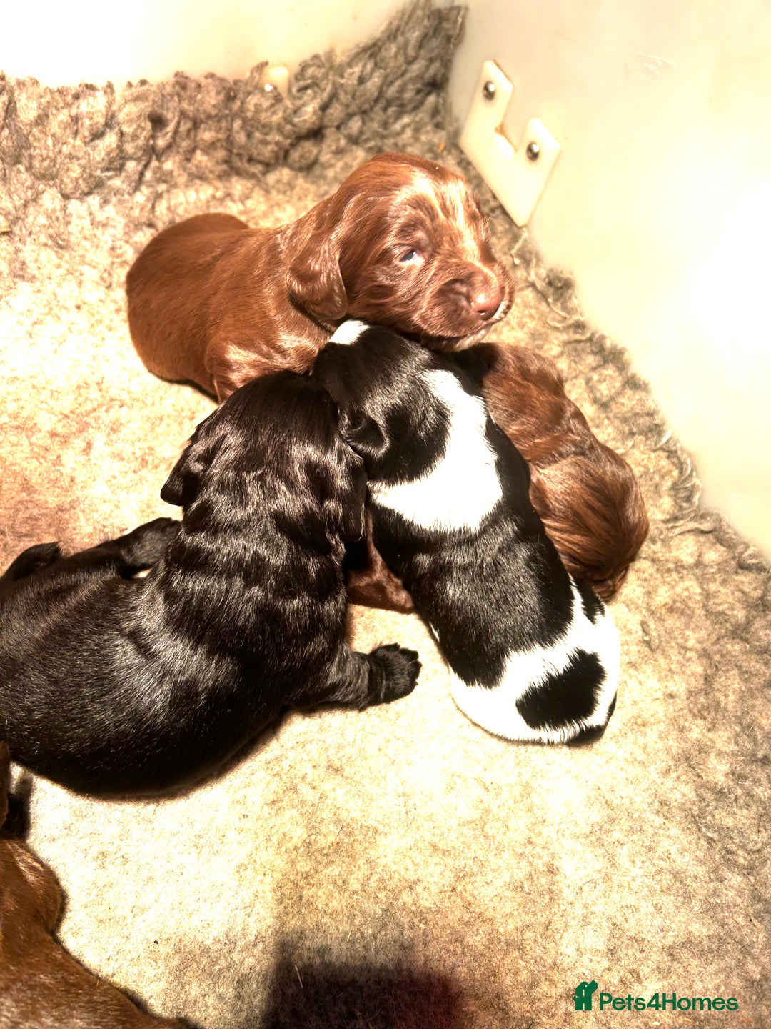 Sprocker dogs for sale: Beautiful litter of sprocker pups - Advert 4