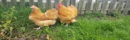 Chickens poultry for sale: Various Pure breed chicks/eggs + guinea fowl keets - Advert 15