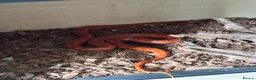 Corn Snake reptiles for sale: Corn snake & vivarium - 3 years old  - Advert 3