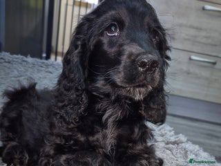 Cocker Spaniel dogs *REDUCED* Last KC Show Cocker Spaniel Puppy - Advert 2
