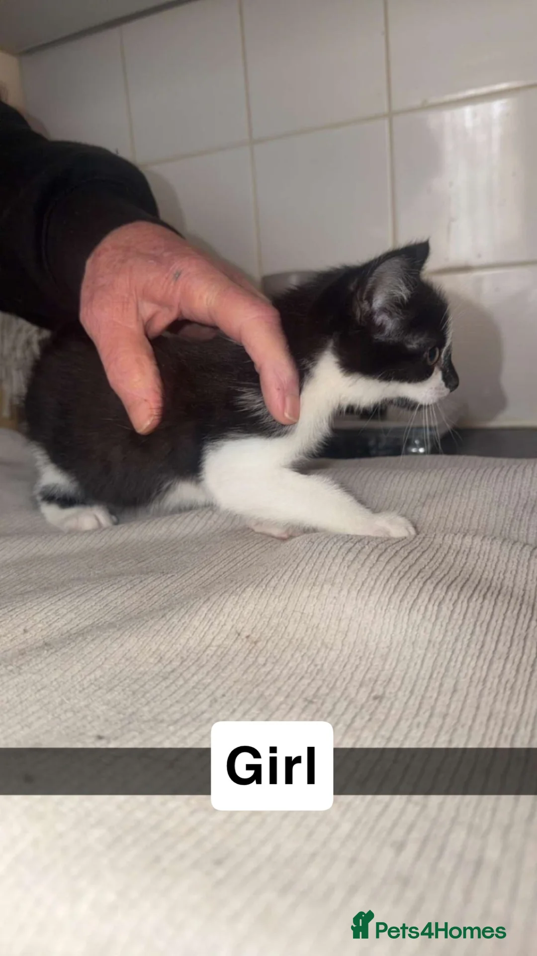 Domestic Shorthair cats for sale: Kittens for sale  - Advert 2