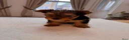 Yorkshire Terrier dogs for sale: BeautifulYorkshire Terrier Puppies –1 Boy & 1 Girl - Advert 8