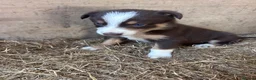 Mixed Breed dogs for sale: Beautiful tri coloured chocolate collie puppies - Advert 5