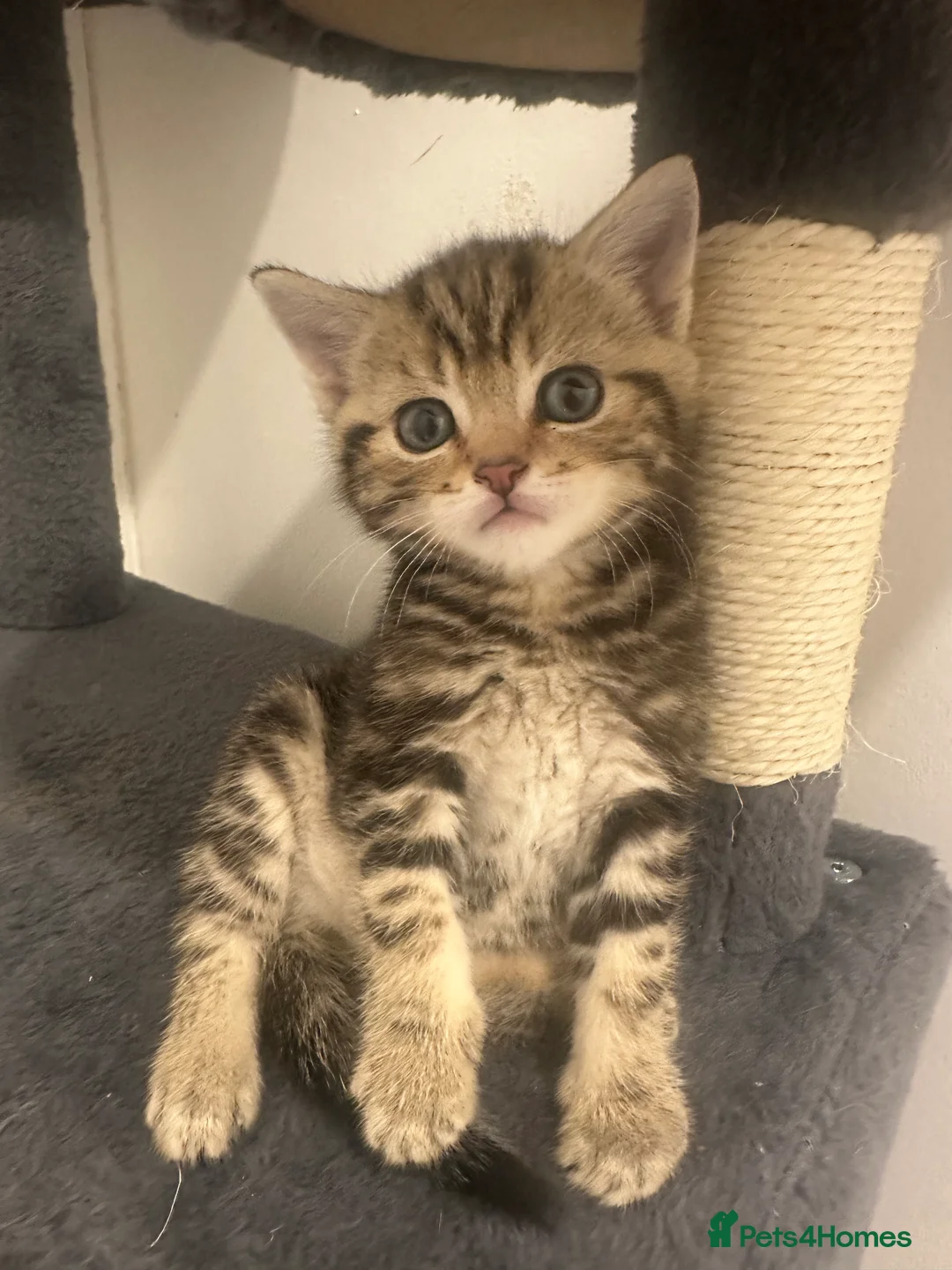 Bengal cats for sale: 2 beautiful bengal mix kittens now available !!!! in London - Advert 2