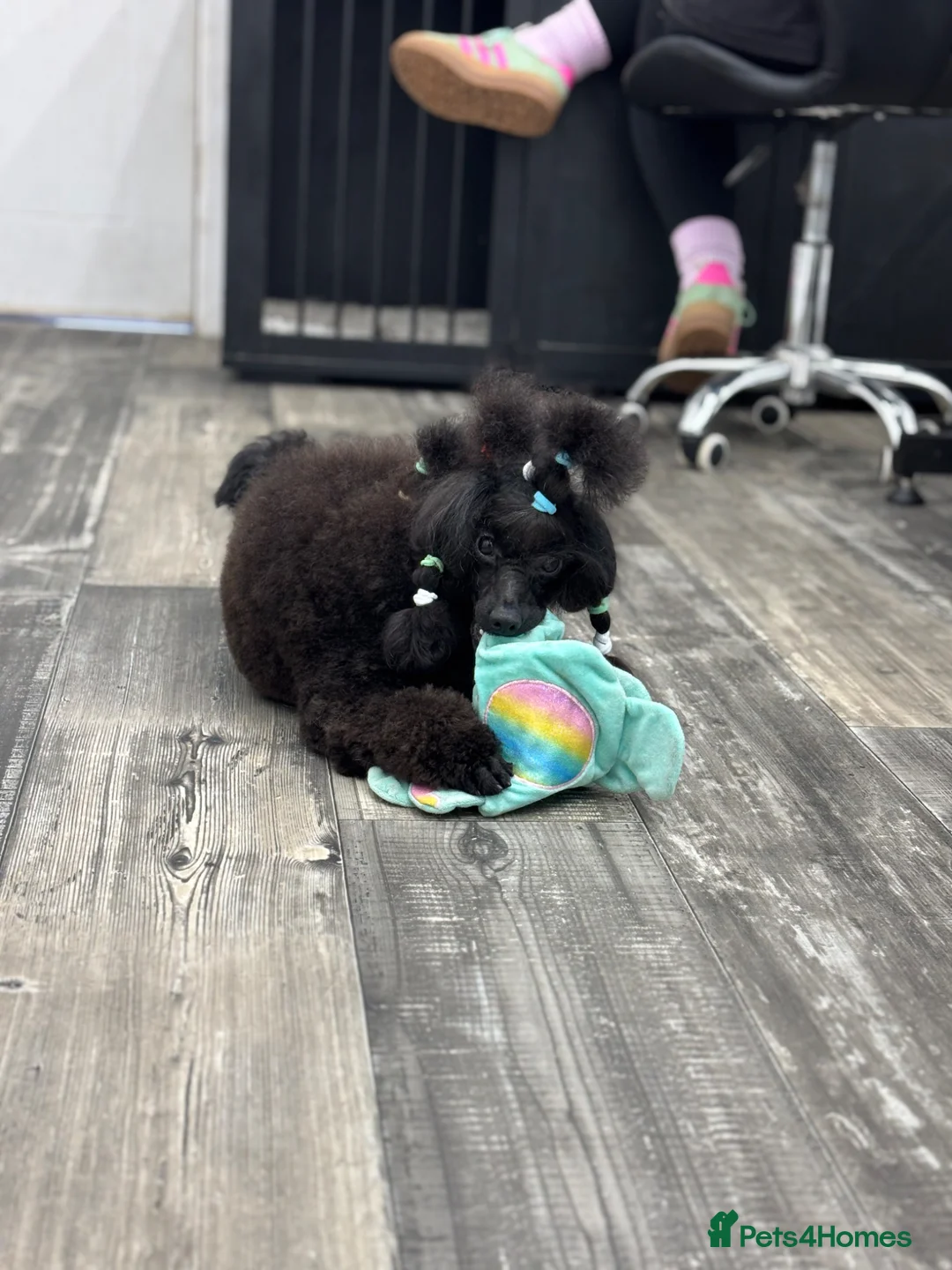 Toy Poodle dogs for stud: Proven Black Toy Poodle Stud  - Advert 2