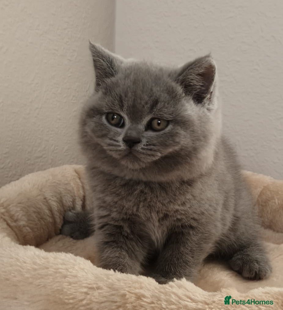 British Shorthair cats GCCF Reg pedigree Blue and Black Kittens  - Advert 10