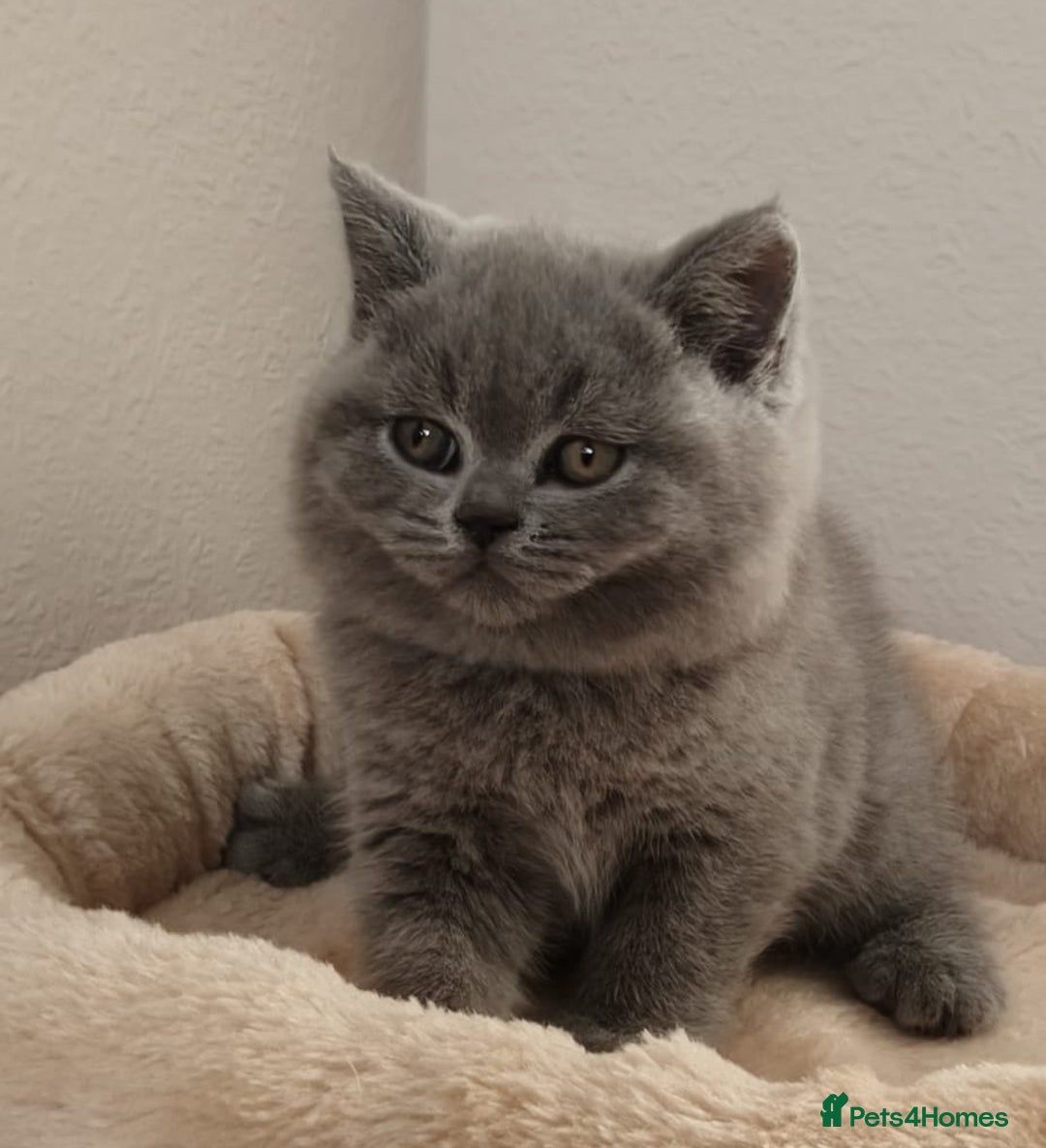 British Shorthair cats for sale: GCCF Reg pedigree Blue and Black Kittens  - Advert 1