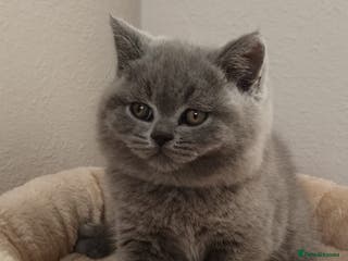 British Shorthair cats GCCF Reg pedigree Blue and Black Kittens - Advert 3