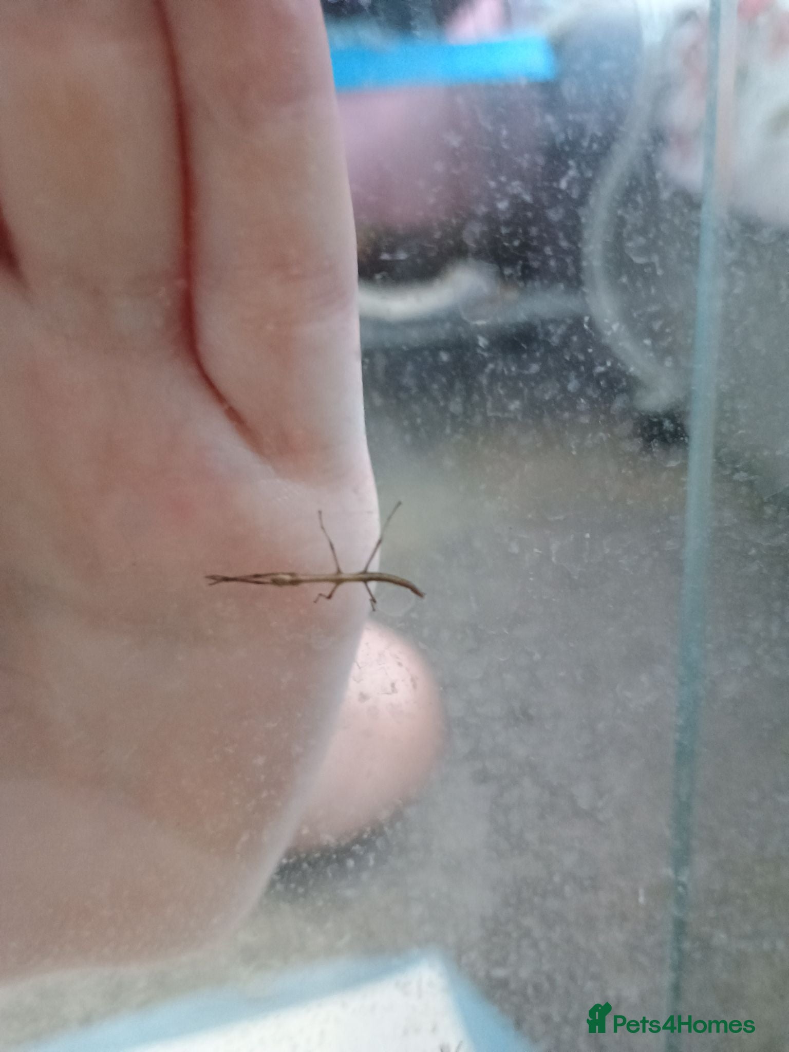 Stick Insects invertebrates Indian stick insects - Advert 5