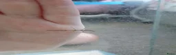 Stick Insects invertebrates for sale: Indian stick insects - Advert 1