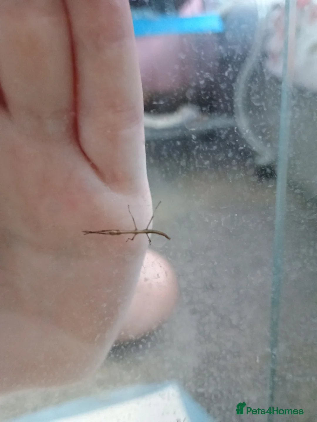 Stick Insects invertebrates for sale: Indian stick insects - Advert 1