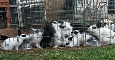 Lionhead rabbits - Advert 7