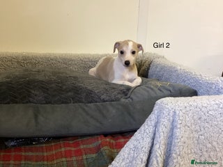 Whippet dogs - Advert 7