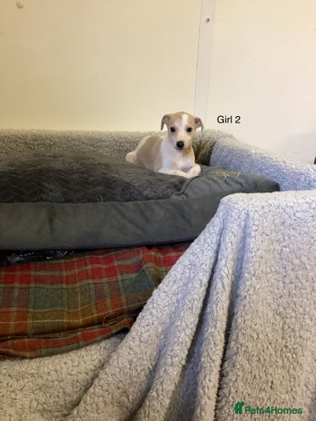 Whippet dogs - Advert 4