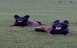Belgian Shepherd Dog dogs for sale: 9 Belgian malinois puppies 🧬‼️ - Image 17