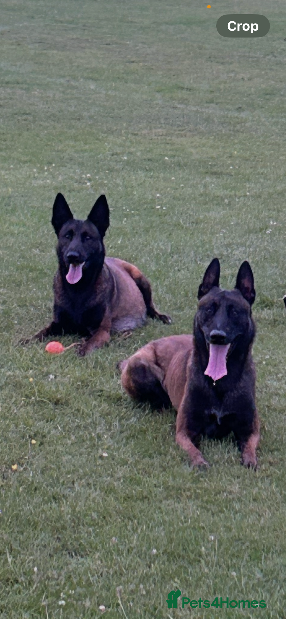 Belgian Shepherd Dog dogs for sale: 9 Belgian malinois puppies 🧬‼️ - Image 17
