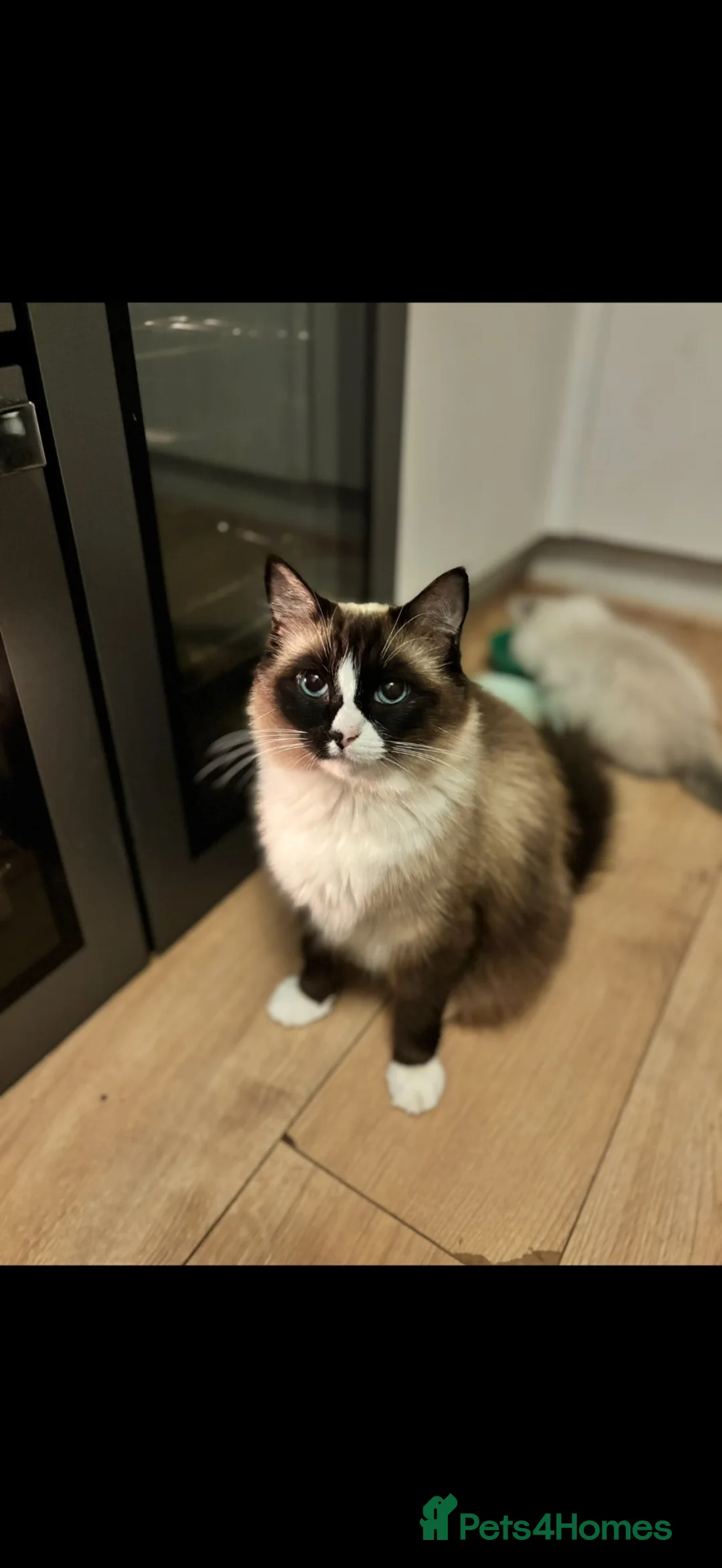 Ragdoll cats for sale: Champion bloodline GCCF registered Ragdoll - Advert 2