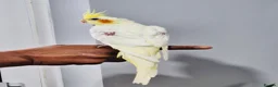 Cockatiels birds for sale: Beautiful baby hand tamed cockatiels for sale. - Advert 5