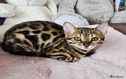 Bengal cats for sale: Bengal cat - Image 1