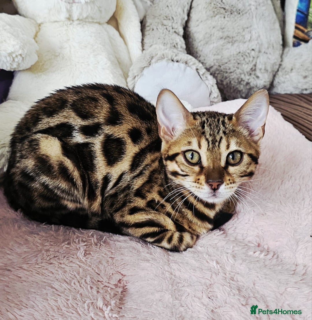 Bengal cats for sale: Bengal cat - Image 1