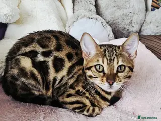 Bengal cats Bengal cat - Advert 1