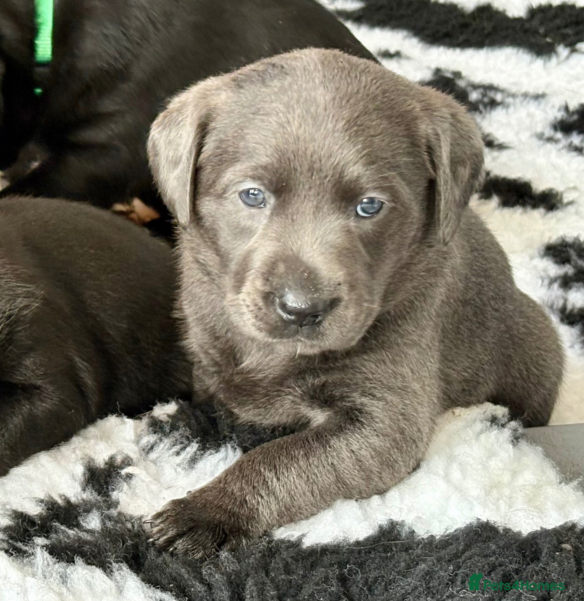 Labrador Retriever dogs Gorgeous, Chunky KC Labs - Advert 1