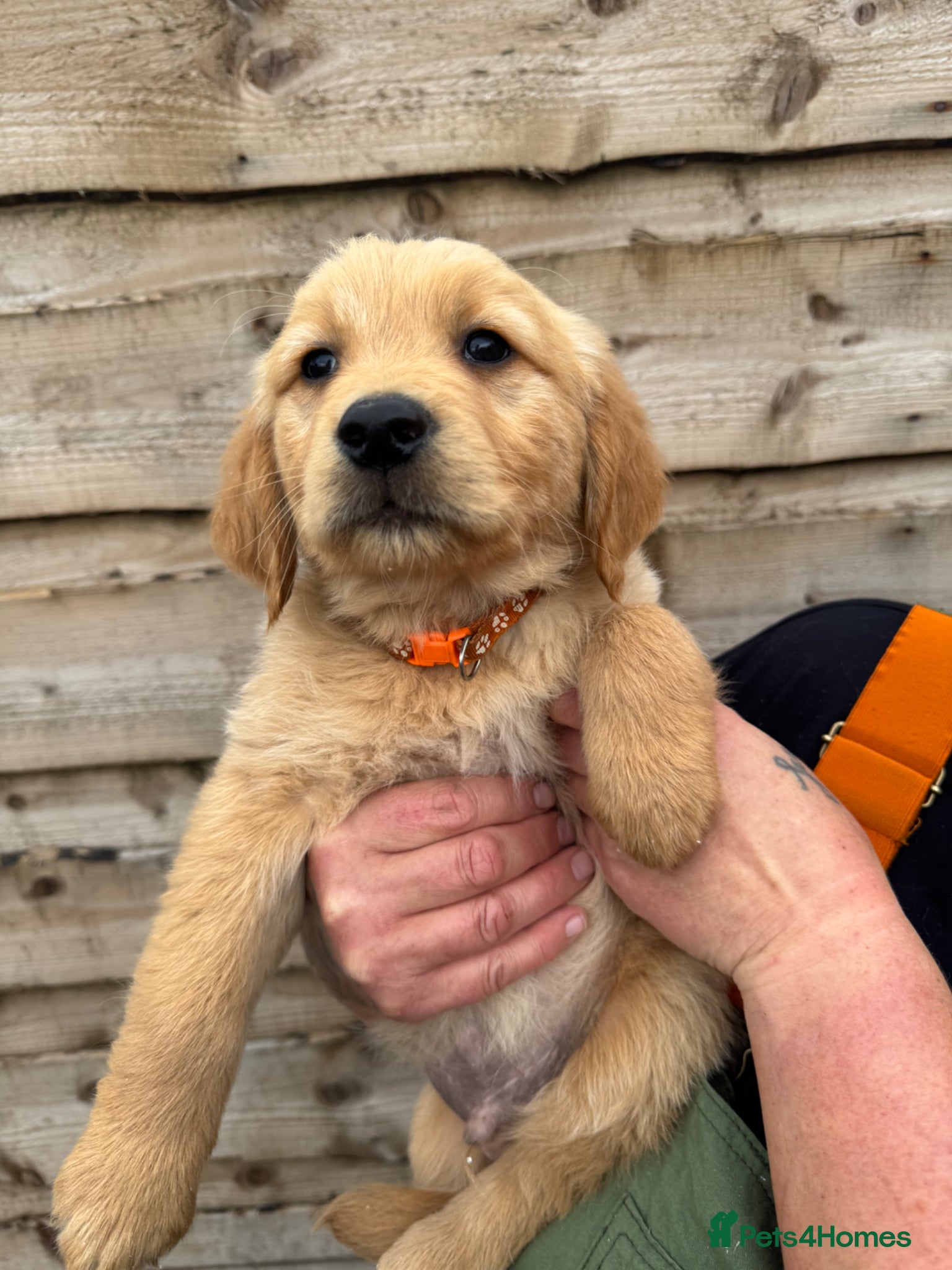 Golden Retriever dogs Gorgeous Golden Retrievers Only 1 left - Advert 13