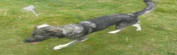 Mixed Breed dogs for sale: Mixed Breed Female Looking For Forever Home - Advert 7