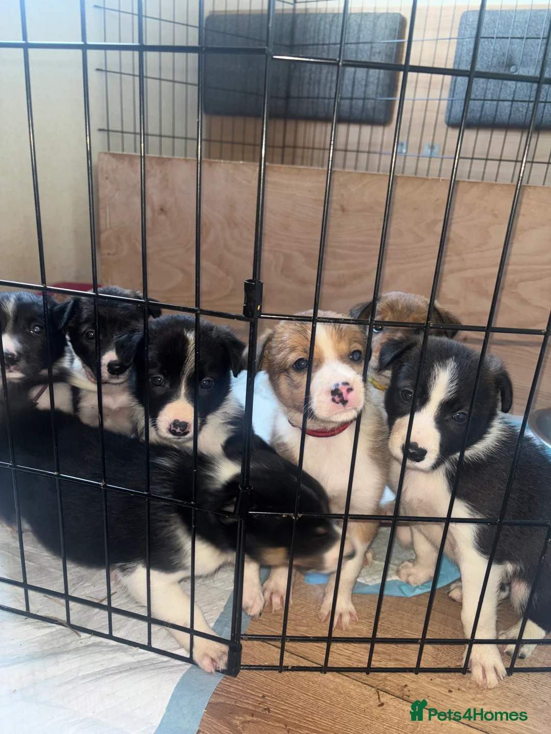 Mixed Breed dogs for sale: Working Welsh sheepdog X Border collie pups - Advert 3