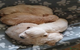 Golden Retriever dogs for sale: KC Registered Golden Retriever Pups - Image 6