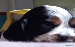 Cocker Spaniel dogs for sale: Adorable KC show cocker spaniels - Advert 19