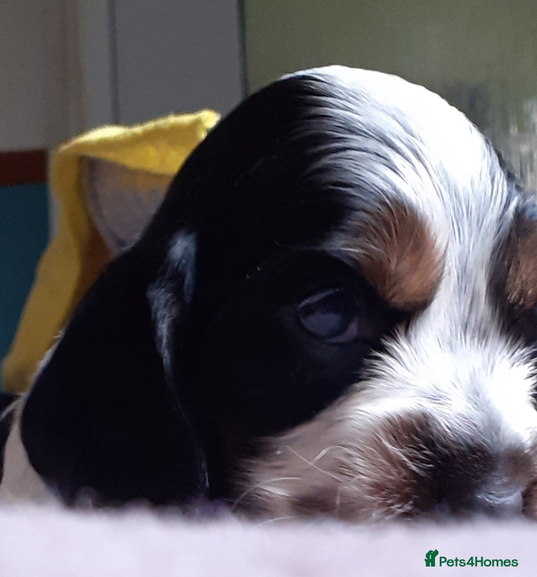 Cocker Spaniel dogs for sale: Adorable KC show cocker spaniels - Advert 19