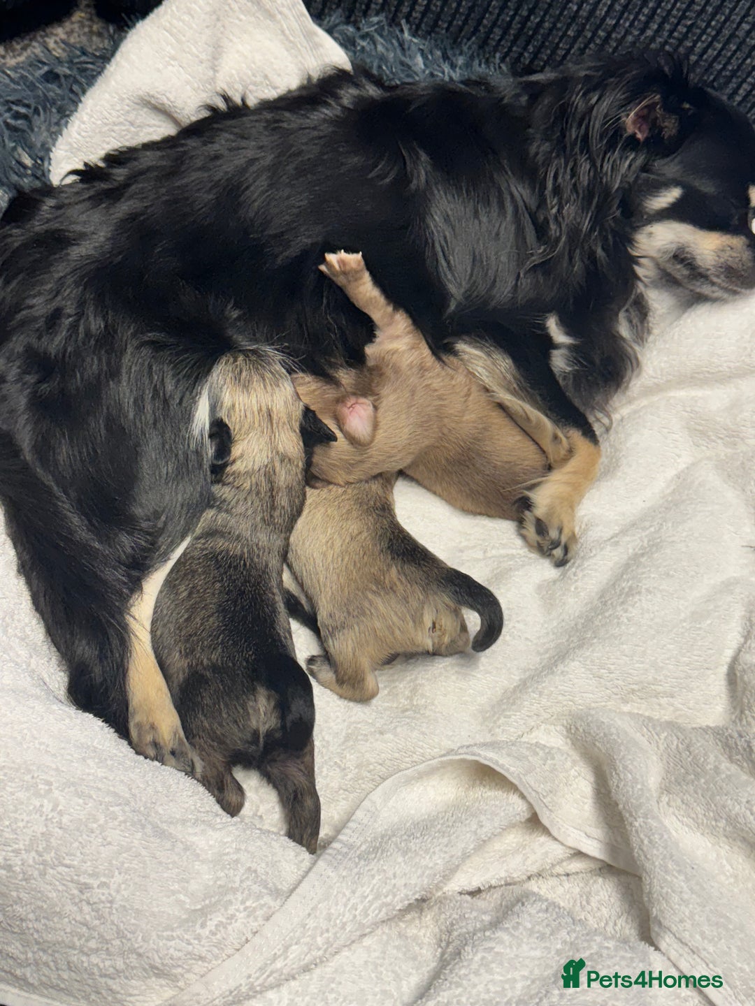 Chihuahua dogs for sale: Chihuahua puppies for sale - Image 9