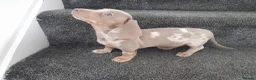 Dachshund dogs for sale: Dashund pups - Advert 10