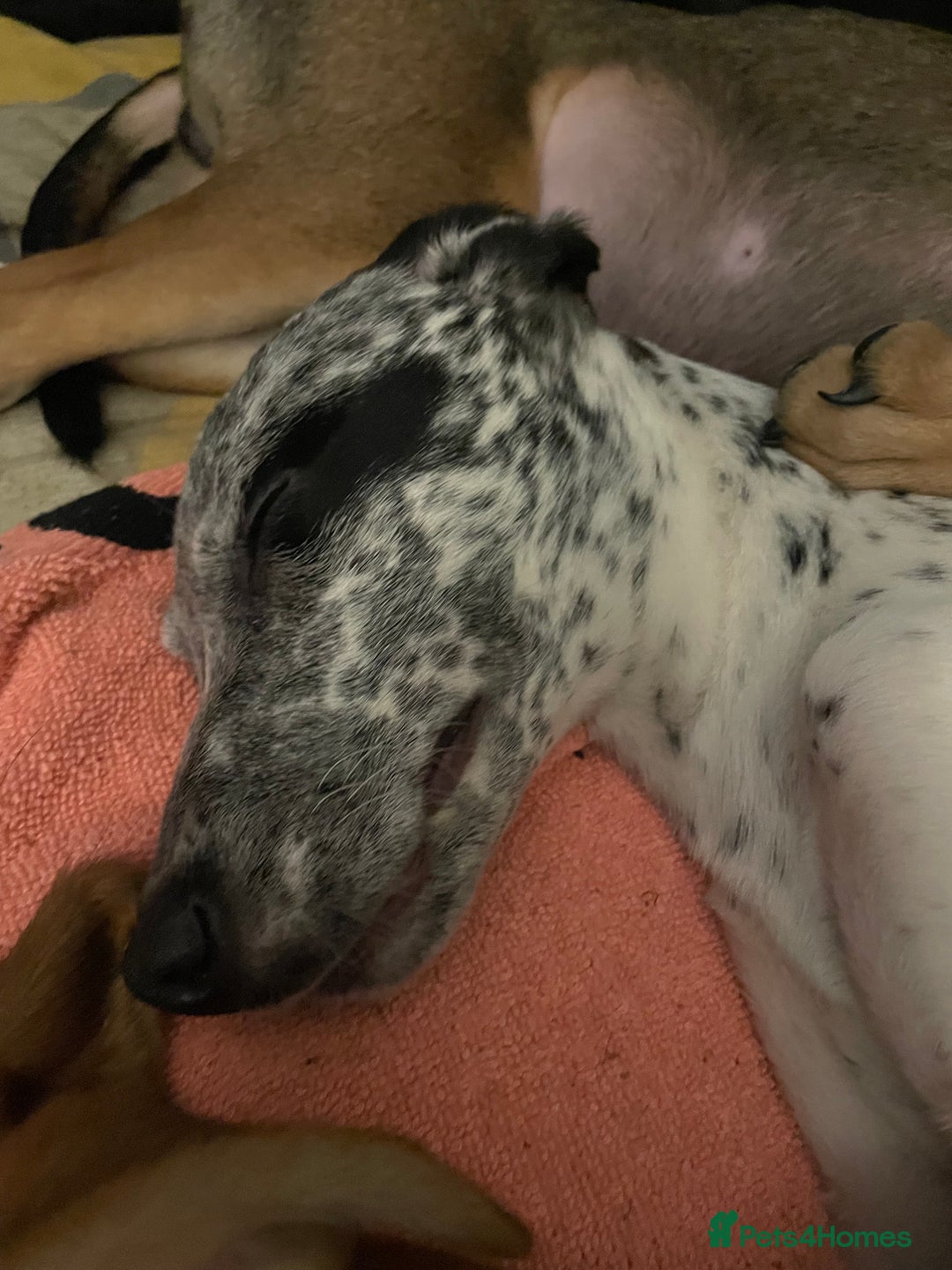 Mixed Breed dogs for sale: Tracy Jones - Advert 6