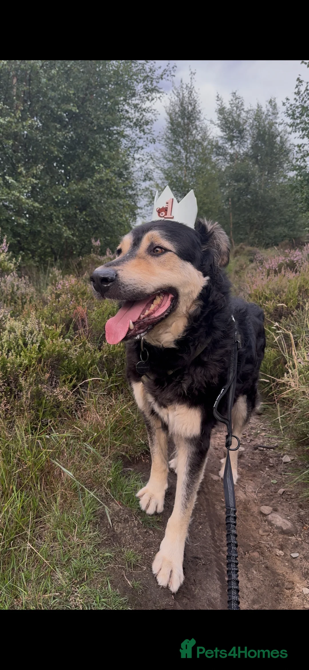 Mixed Breed dogs for sale:  Bear  - Advert 9