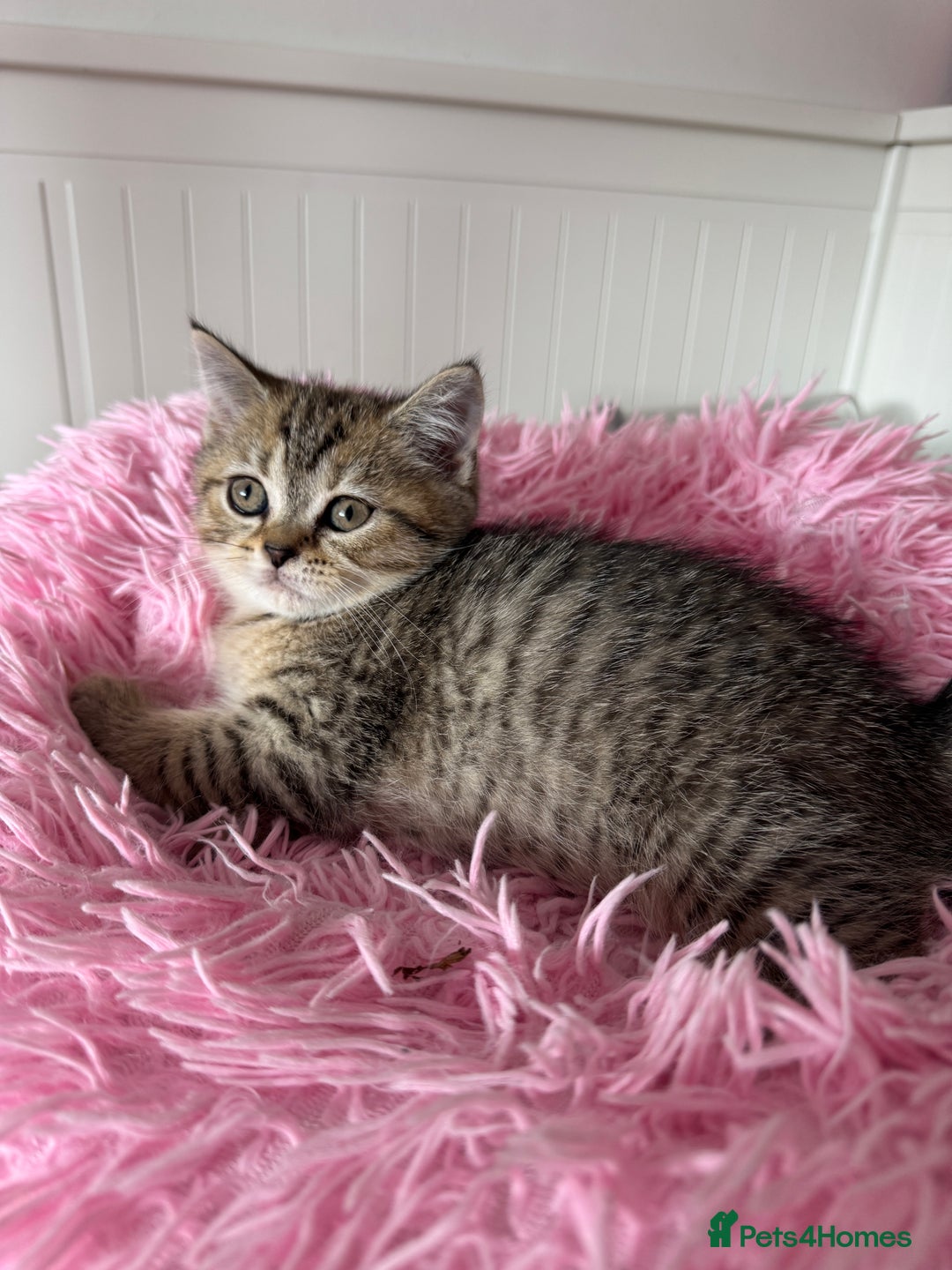 British Shorthair cats for sale: 5 Adorable British Shorthair Kittens - Image 8